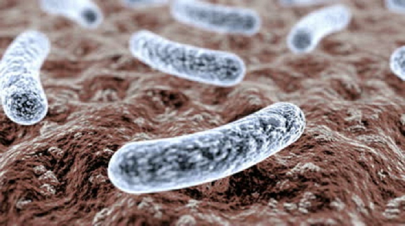 escherichia coli cistite