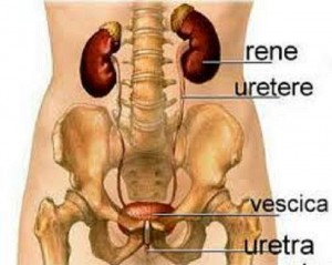 cistite nell'uomo