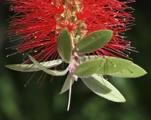 olio di melaleuca infezioni alle vie urinarie