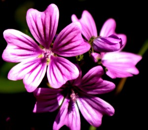 malva in caso di cistite