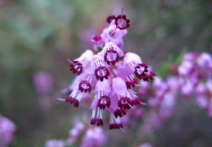 Erica consigliata in caso di cistite