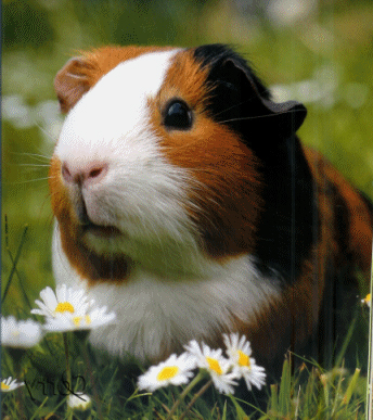 Cistite-nella-cavia-caratteristiche-e-sintomi