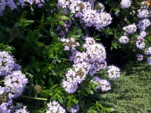 cistite olio essenziale di santoreggia