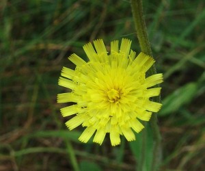 cistite pilosella