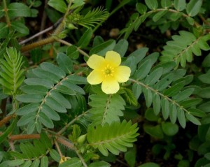 infiammazioni del tratto urinario tribulus terrestris